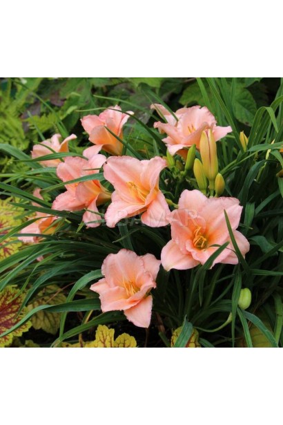 Крупним планом квіти лілійника On and On з ніжними гофрованими пелюстками рожево-персикового кольору.